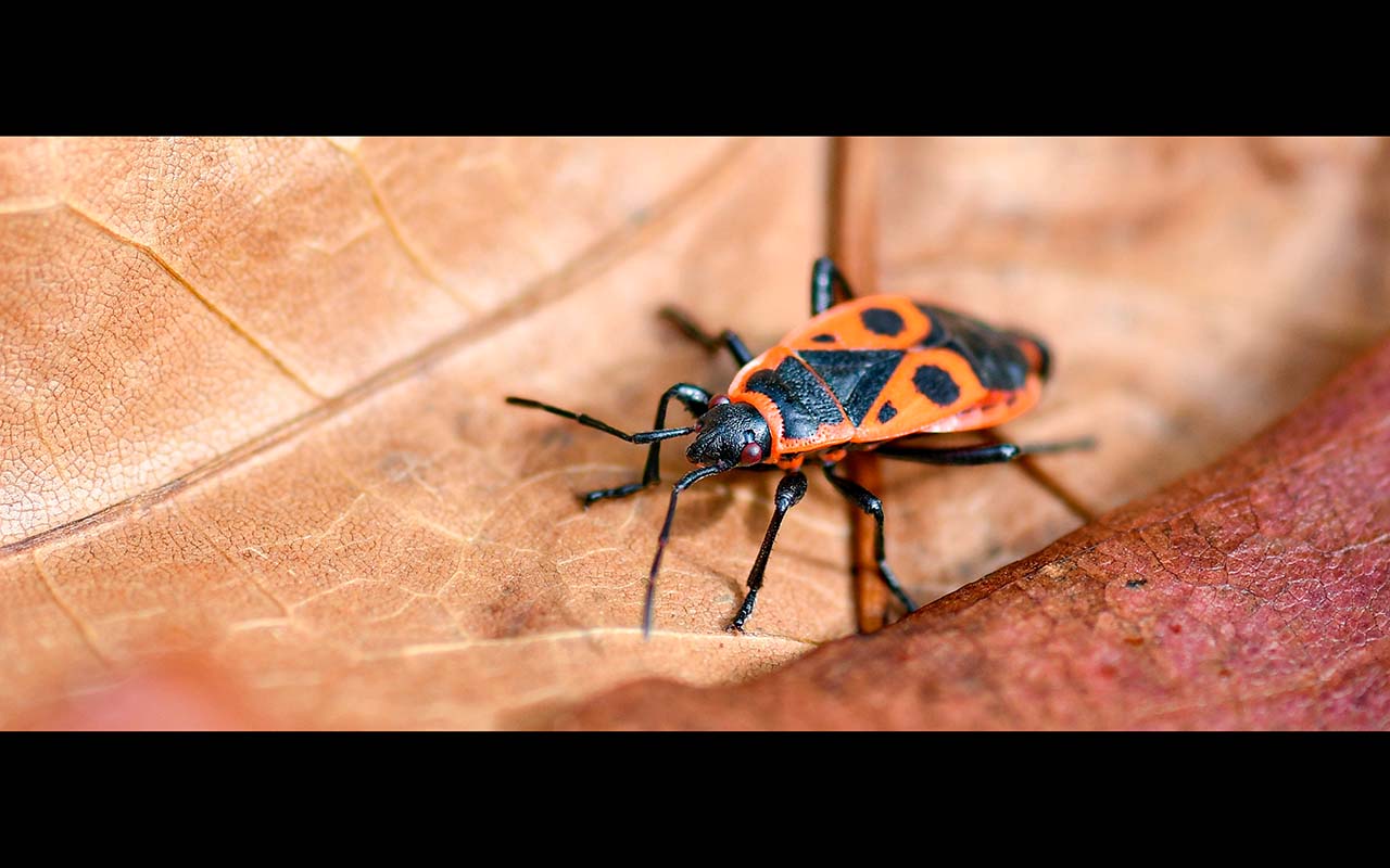 Before - with black bars